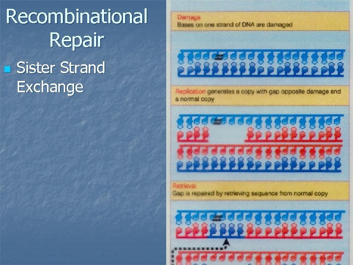 Recombinational Repair n Sister Strand Exchange 