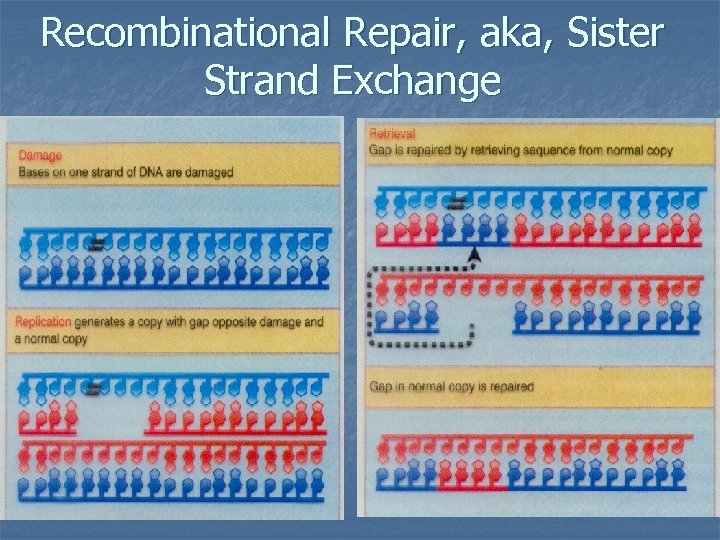 Recombinational Repair, aka, Sister Strand Exchange 