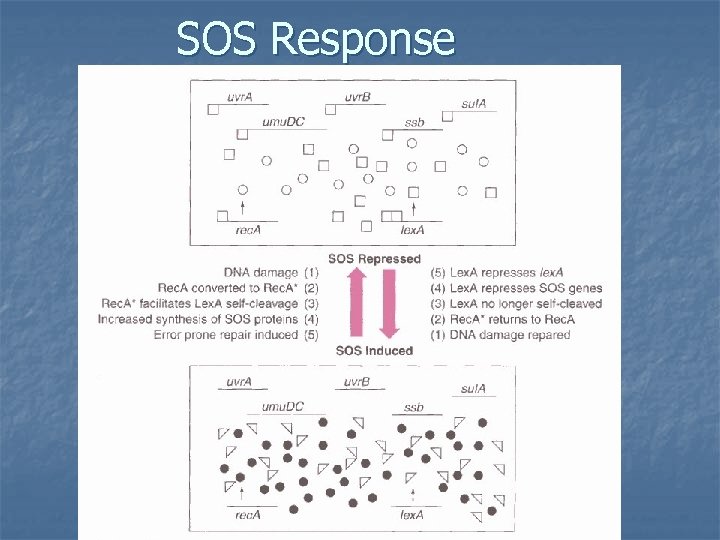 SOS Response 