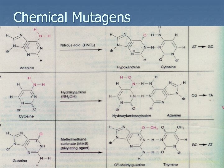 Chemical Mutagens 