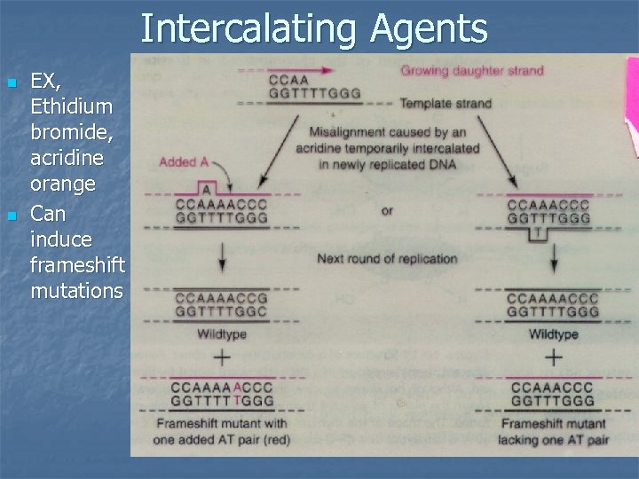 Intercalating Agents n n EX, Ethidium bromide, acridine orange Can induce frameshift mutations 