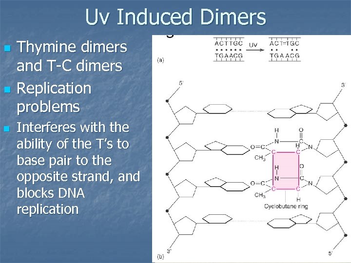 Uv Induced Dimers n n n Thymine dimers and T-C dimers Replication problems Interferes