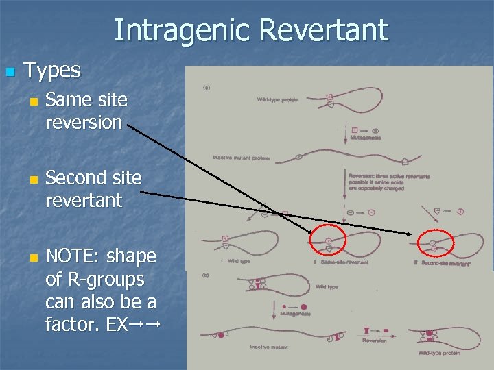 Intragenic Revertant n Types n n n Same site reversion Second site revertant NOTE: