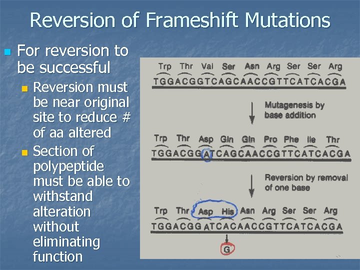 Reversion of Frameshift Mutations n For reversion to be successful Reversion must be near