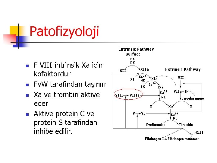 Patofizyoloji n n F VIII intrinsik Xa icin kofaktordur Fv. W tarafindan taşınırr Xa