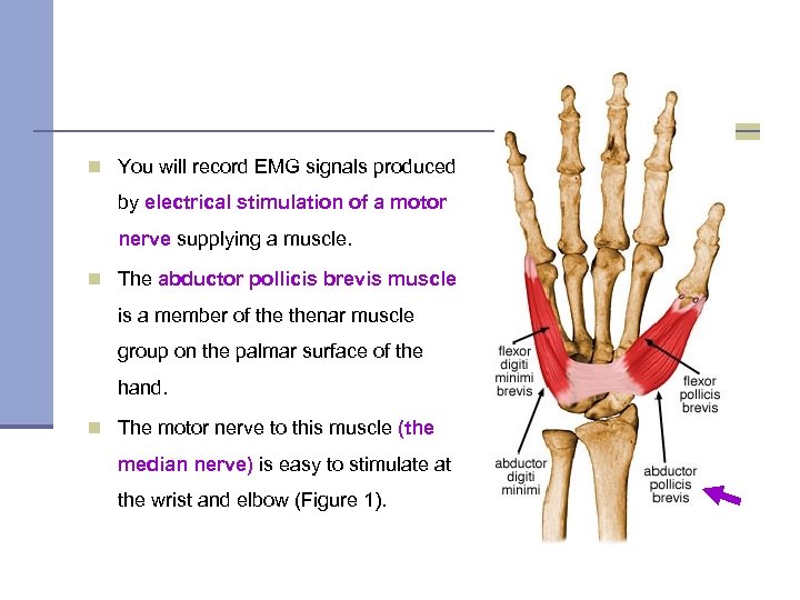 n You will record EMG signals produced by electrical stimulation of a motor nerve