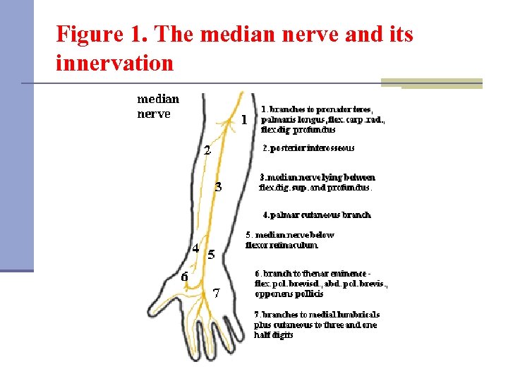 Figure 1. The median nerve and its innervation 