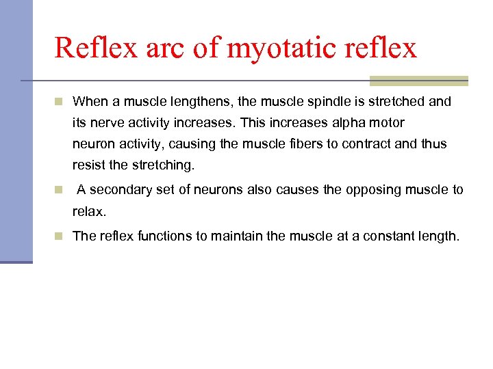 Reflex arc of myotatic reflex n When a muscle lengthens, the muscle spindle is