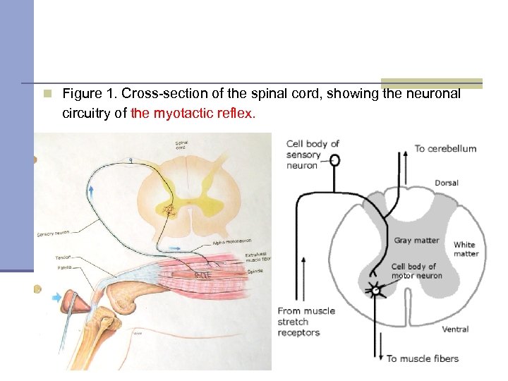 n Figure 1. Cross-section of the spinal cord, showing the neuronal circuitry of the