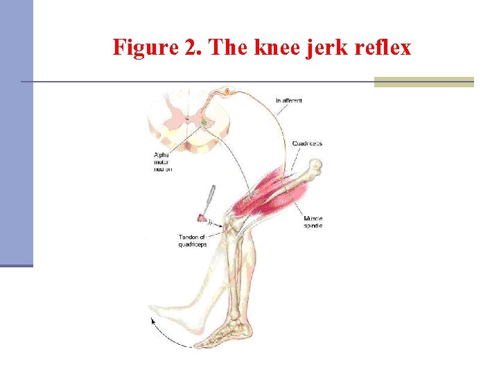 Figure 2. The knee jerk reflex 