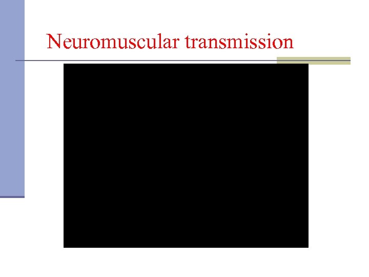 Neuromuscular transmission 