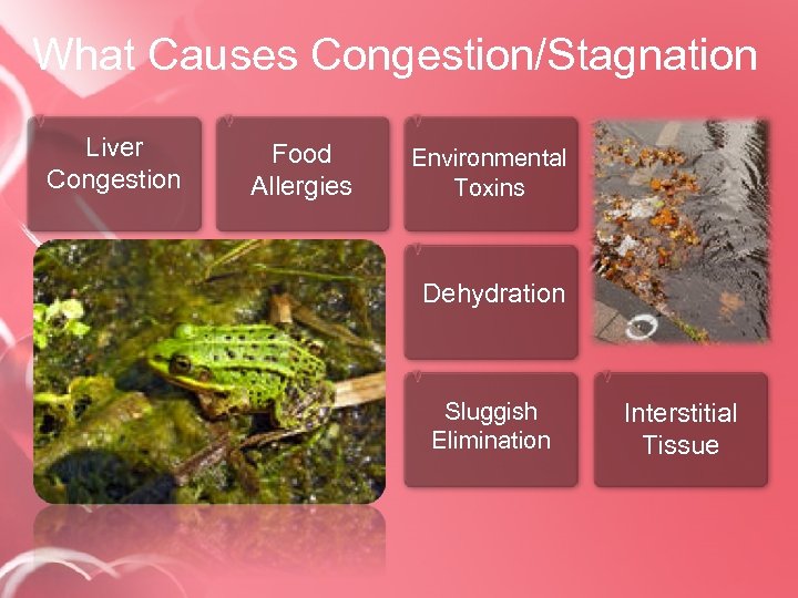 What Causes Congestion/Stagnation Liver Congestion Food Allergies Environmental Toxins Dehydration Sluggish Elimination Interstitial Tissue