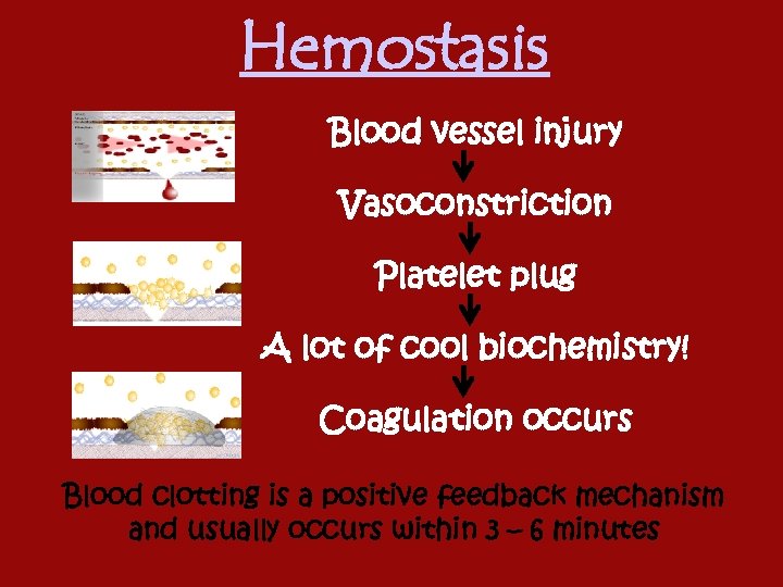 Hemostasis Blood vessel injury Vasoconstriction Platelet plug A lot of cool biochemistry! Coagulation occurs