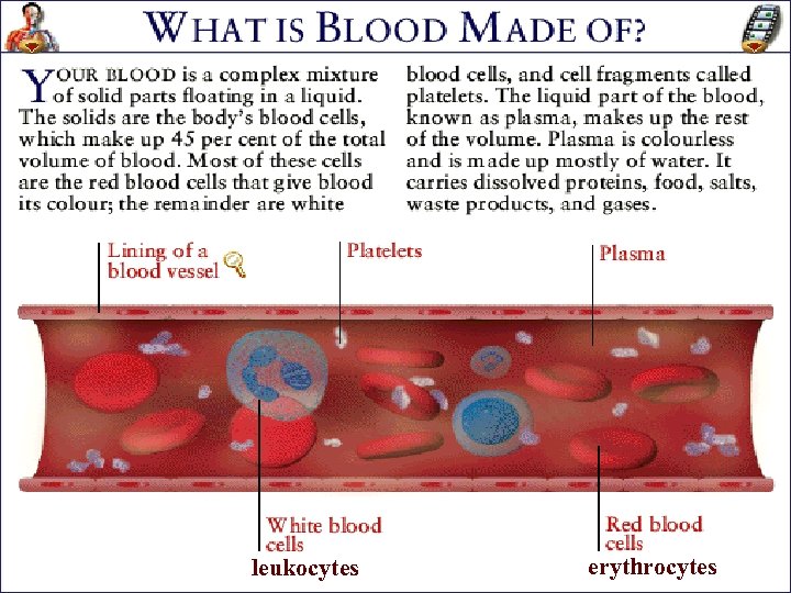 leukocytes erythrocytes 