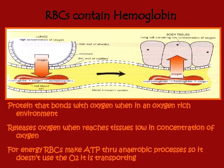 RBCs contain Hemoglobin Protein that bonds with oxygen when in an oxygen rich environment
