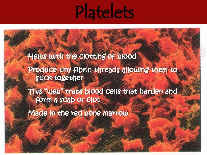 Platelets Helps with the clotting of blood Produce tiny fibrin threads allowing them to