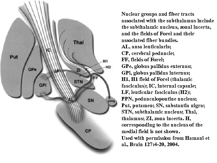 Nuclear groups and fiber tracts associated with the subthalamus include the subthalamic nucleus, zonal