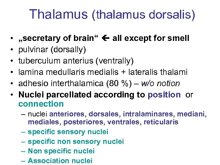 Thalamus (thalamus dorsalis) • • • „secretary of brain“ all except for smell pulvinar