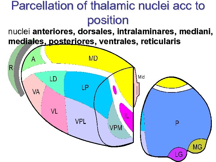 Parcellation of thalamic nuclei acc to position nuclei anteriores, dorsales, intralaminares, mediani, mediales, posteriores,