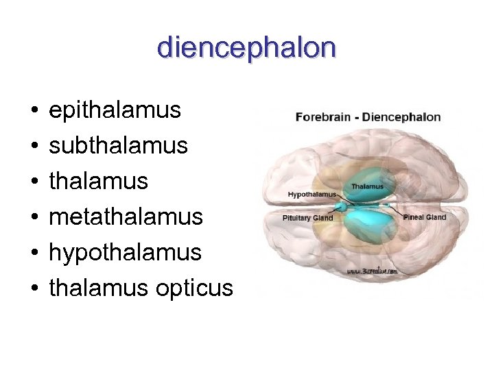 diencephalon • • • epithalamus subthalamus metathalamus hypothalamus opticus 