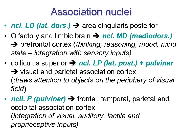 Association nuclei • ncl. LD (lat. dors. ) area cingularis posterior • Olfactory and