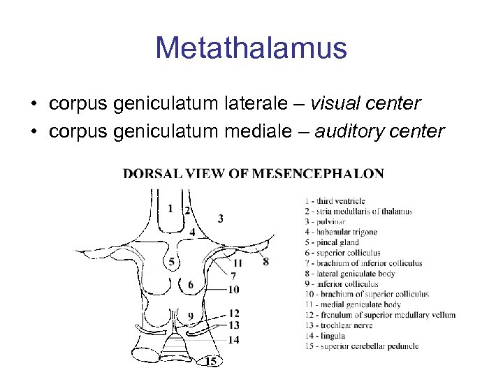 Metathalamus • corpus geniculatum laterale – visual center • corpus geniculatum mediale – auditory