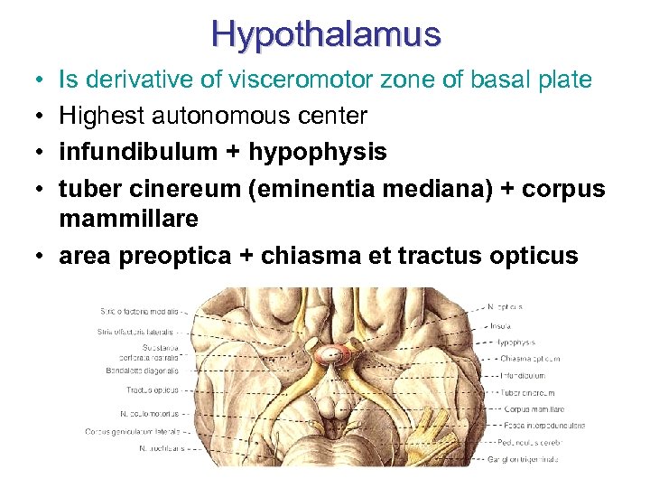 Hypothalamus • • Is derivative of visceromotor zone of basal plate Highest autonomous center