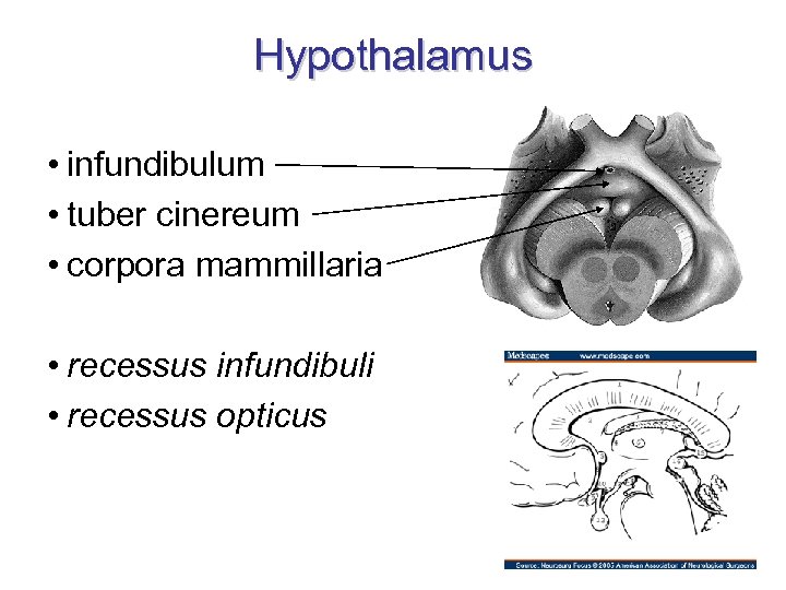 Hypothalamus • infundibulum • tuber cinereum • corpora mammillaria • recessus infundibuli • recessus