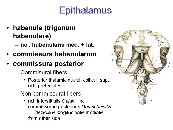 Epithalamus • habenula (trigonum habenulare) – ncl. habenularis med. + lat. • commissura habenularum