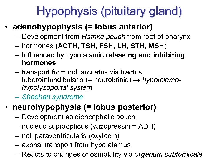 Hypophysis (pituitary gland) • adenohypophysis (= lobus anterior) – Development from Rathke pouch from