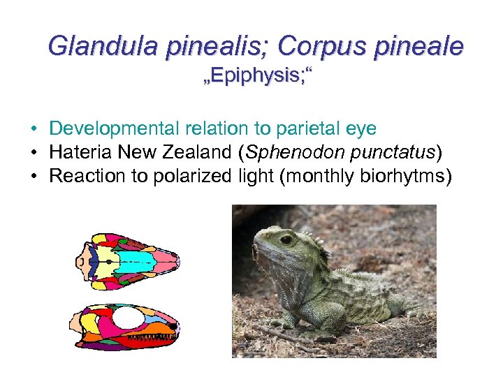 Glandula pinealis; Corpus pineale „Epiphysis; “ • Developmental relation to parietal eye • Hateria