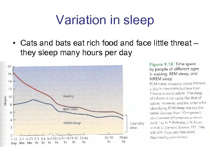 Variation in sleep • Cats and bats eat rich food and face little threat