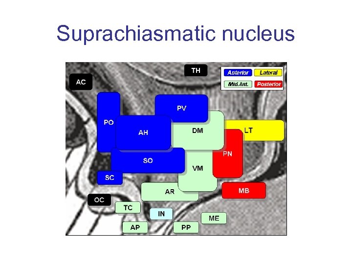Suprachiasmatic nucleus 