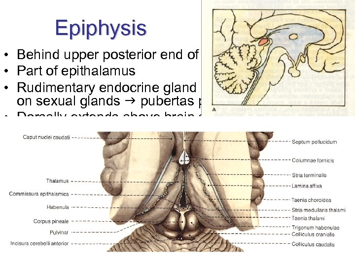 Epiphysis • Behind upper posterior end of 3 rd ventricle • Part of epithalamus