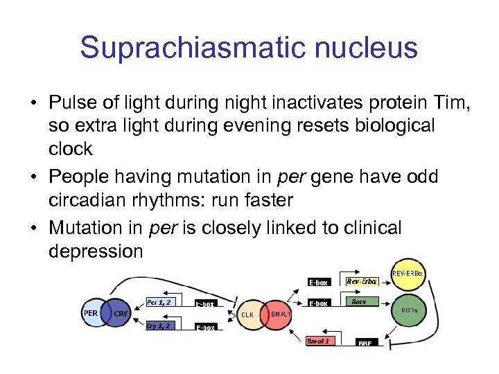 Suprachiasmatic nucleus • Pulse of light during night inactivates protein Tim, so extra light
