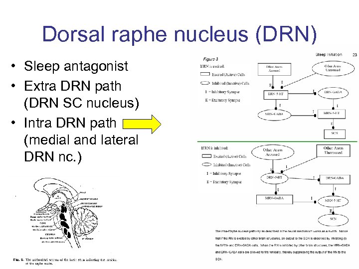 Dorsal raphe nucleus (DRN) • Sleep antagonist • Extra DRN path (DRN SC nucleus)