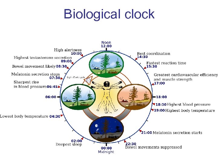 Biological clock 