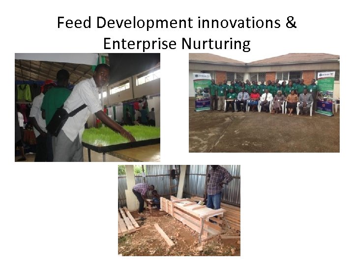 Feed Development innovations & Enterprise Nurturing 