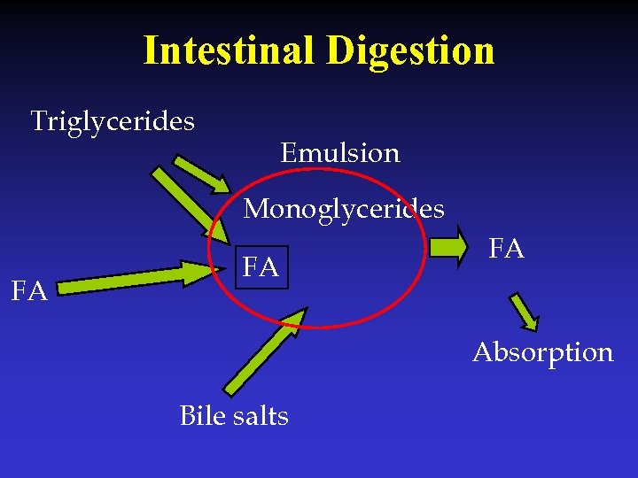 Intestinal Digestion Triglycerides Emulsion Monoglycerides FA FA FA Absorption Bile salts 
