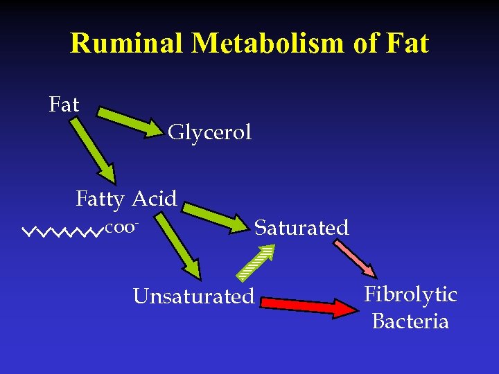 Ruminal Metabolism of Fat Glycerol Fatty Acid coo- Saturated Unsaturated Fibrolytic Bacteria 