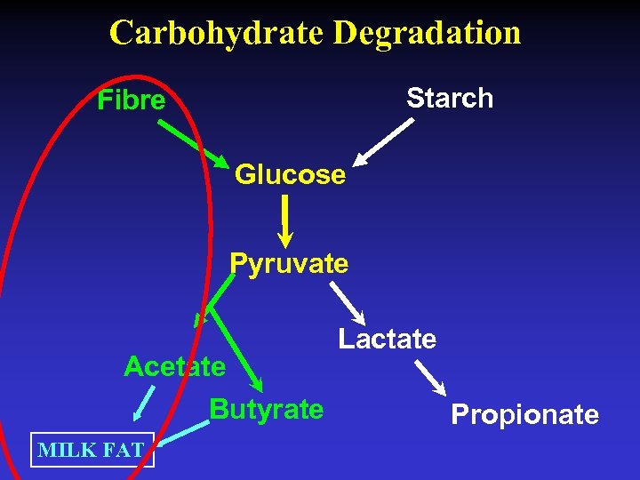Carbohydrate Degradation Starch Fibre Glucose Pyruvate Acetate Butyrate MILK FAT Lactate Propionate 