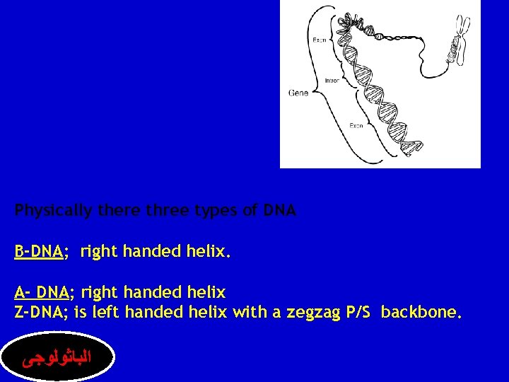 Physically there three types of DNA B-DNA; right handed helix. A- DNA; right handed