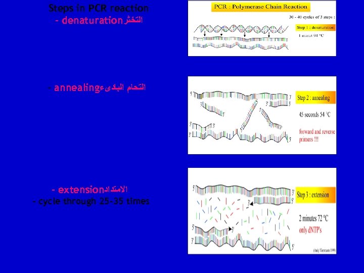Steps in PCR reaction – denaturation ﺍﻟﺘﺨﺜﺮ – annealing ﺍﻟﺘﺤﺎﻡ ﺍﻟﺒﺎﺩﻯﺀ – extension ﺍﻻﻣﺘﺪﺍﺩ