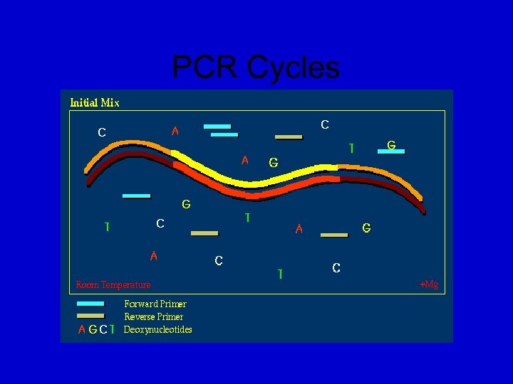 PCR Cycles 