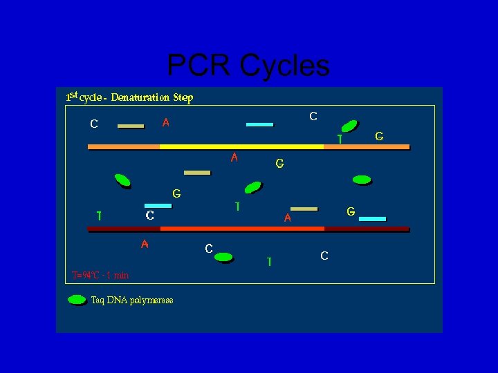 PCR Cycles 