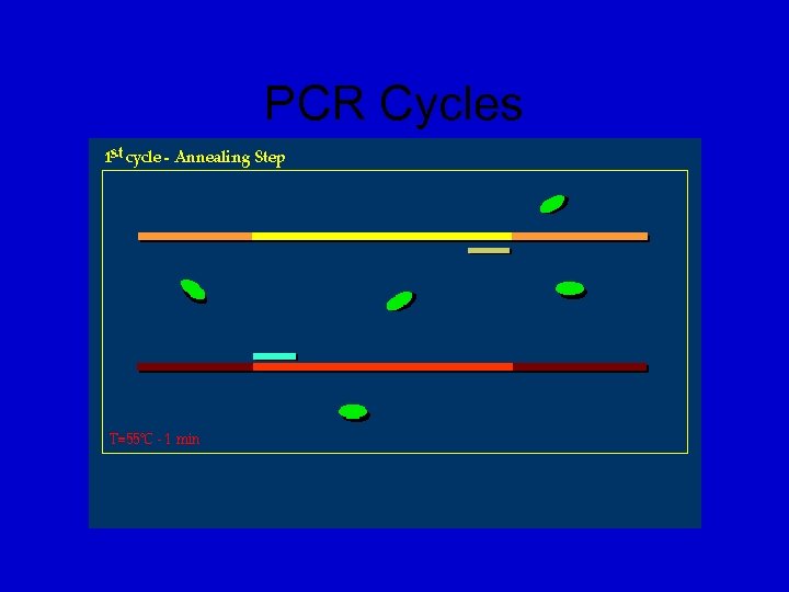 PCR Cycles 