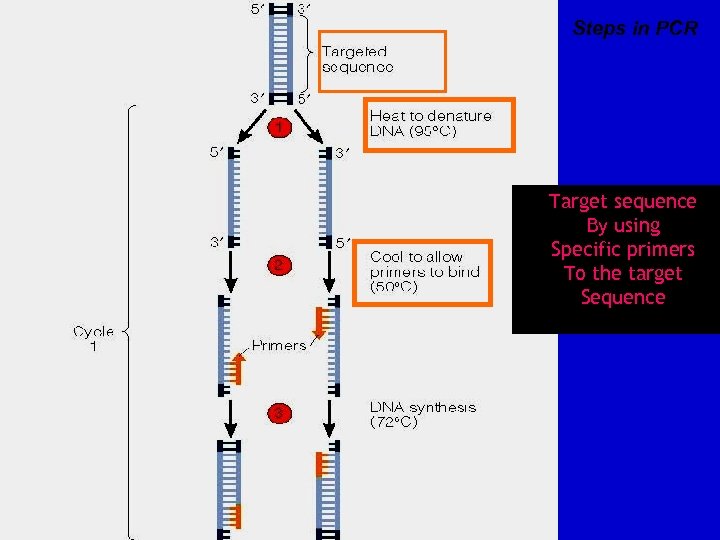 Steps in PCR Target sequence By using Specific primers To the target Sequence 