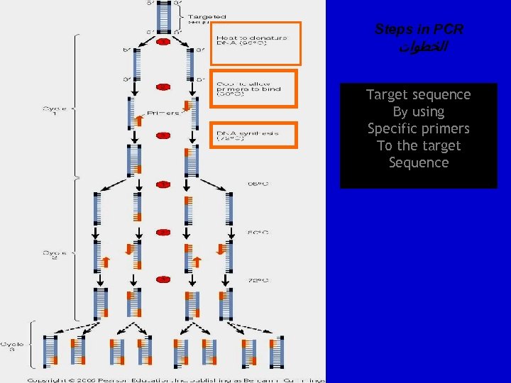 Steps in PCR ﺍﻟﺨﻄﻮﺍﺕ Target sequence By using Specific primers To the target Sequence