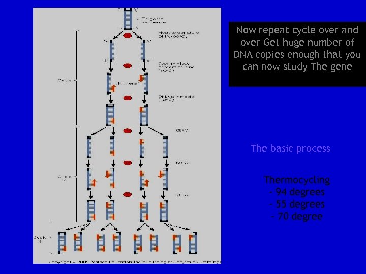 Now repeat cycle over and over Get huge number of DNA copies enough that