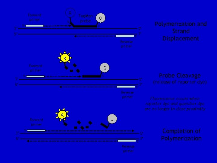 R Forward primer 3’ 5’ 5’ Taq. Man probe Q 3’ 5’ 5’ 5’